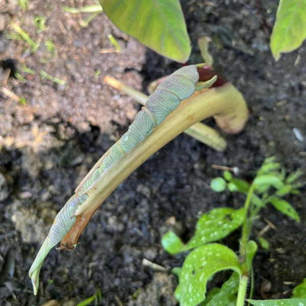 картинка Колоказия Мау Санрайз (Colocasia Maui Sunrise) корневище от магазина ThFlora