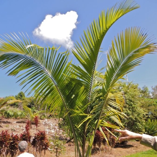 картинка Дипсис Манандзарский (Dypsis mananjarensis) семена 2 шт от магазина ThFlora