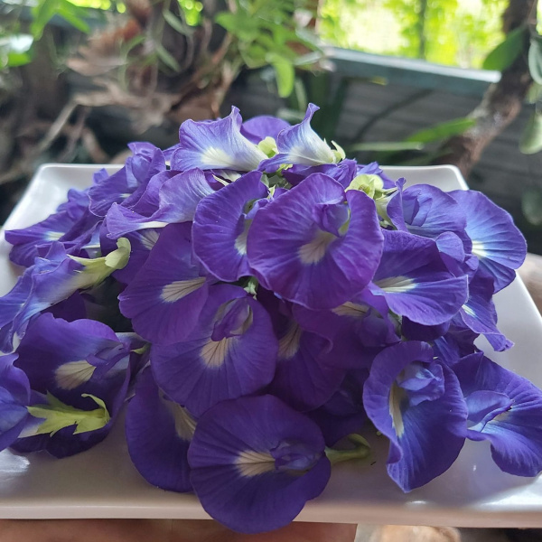 картинка Клитория Clitoria ternatea семена 5 штук от магазина ThFlora