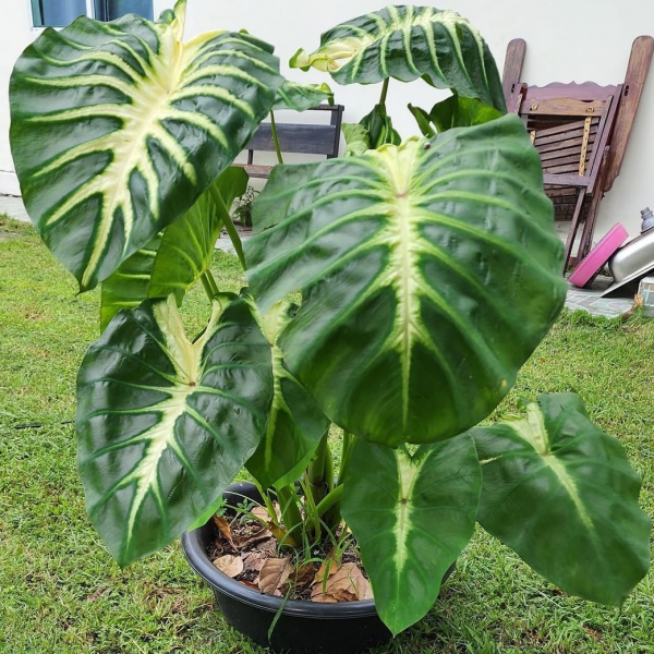 картинка Колоказия Мау Санрайз (Colocasia Maui Sunrise) корневище от магазина ThFlora