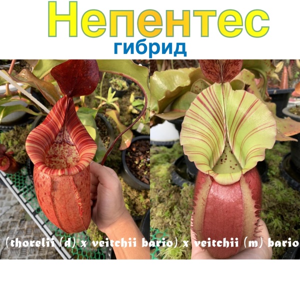 картинка Непентес гибрид Nepenthes (thorelii (d) x veitchii bario) x veitchii (m) bario семена 3 шт от магазина ThFlora