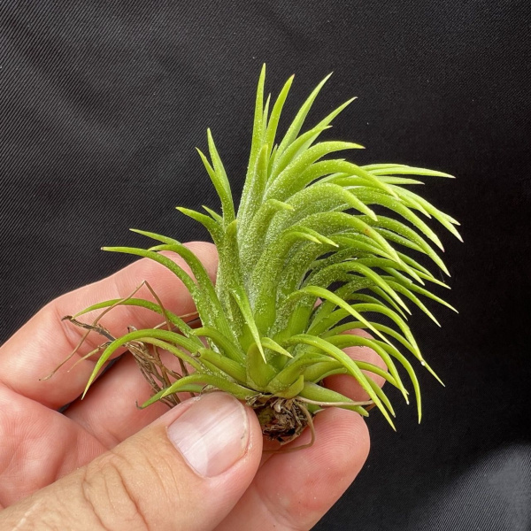 фото Тилландсия Ionantha Huamelula от магазина ThFlora