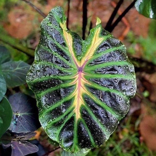 !colocasia-tossakan