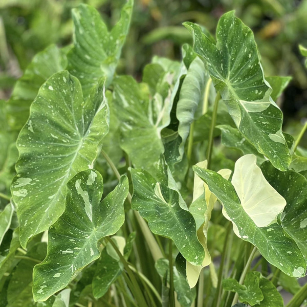 картинка Колоказия Милки Вэй (Colocasia Milky Way) корневище от магазина ThFlora