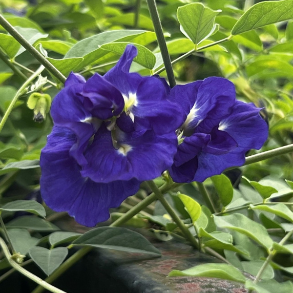 картинка Клитория Clitoria ternatea семена 5 штук от магазина ThFlora