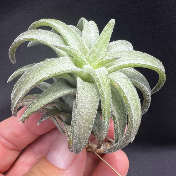 картинка Тилландсия ionantha var. vanhyningii Jumbo от магазина ThFlora