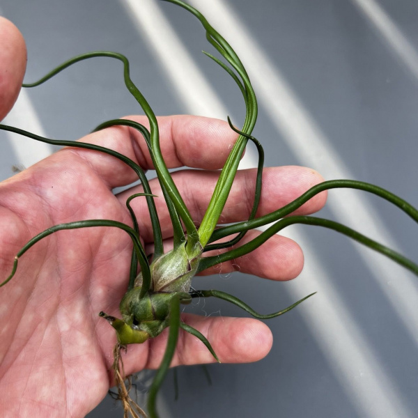 фото Тилландсия Бульбоса Bulbosa от магазина ThFlora