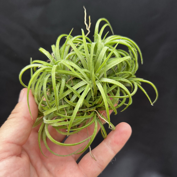 картинка Тилландсия Кудрявая ionantha 'Curly leaf' от магазина ThFlora