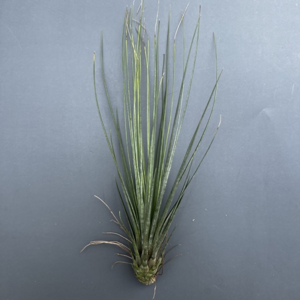 Tillandsia Juncea