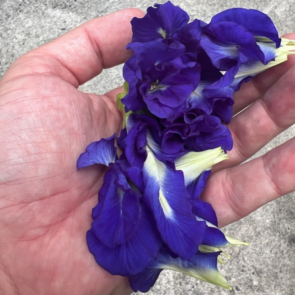 картинка Клитория Clitoria ternatea семена 5 штук от магазина ThFlora