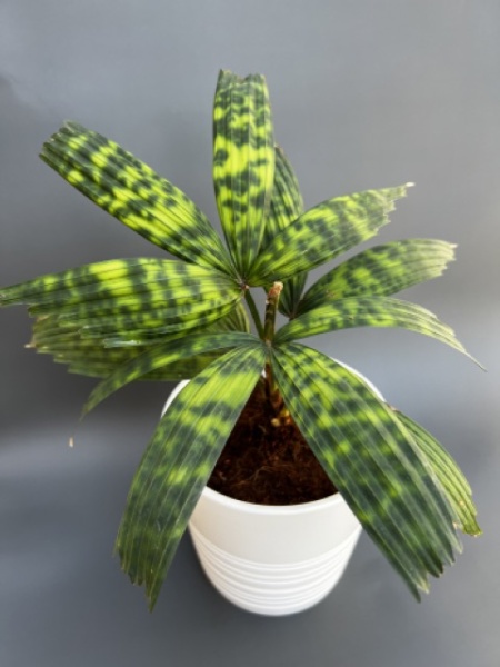 картинка Ликуала Мапу (Licuala mattanensis 'Mapu') растение от магазина ThFlora
