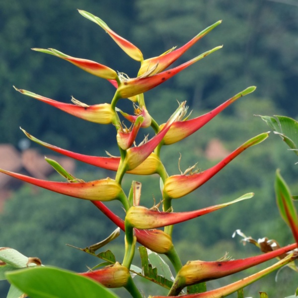 картинка Геликония (Heliconia latispatha) семена 3 шт от магазина ThFlora