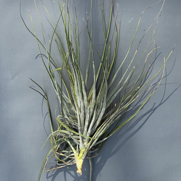 Tillandsia Schiedeana