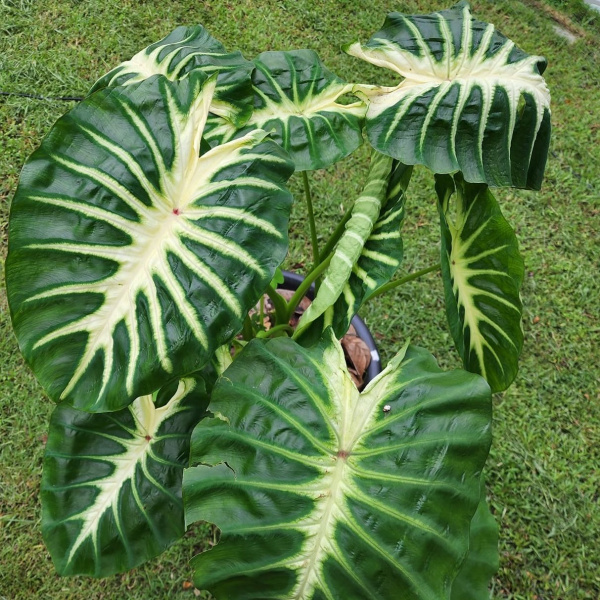 картинка Колоказия Мау Санрайз (Colocasia Maui Sunrise) корневище от магазина ThFlora