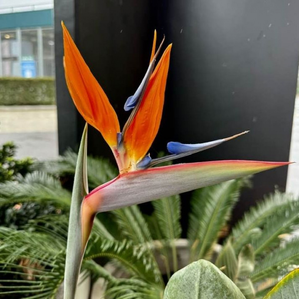 картинка Стрелиция Королевская (Strelitzia Reginae) семена 5 штук от магазина ThFlora