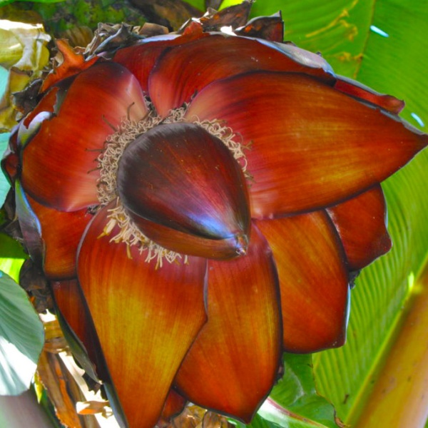 картинка Энсета вздутая (Ensete ventricosum) семена 2 штуки от магазина ThFlora