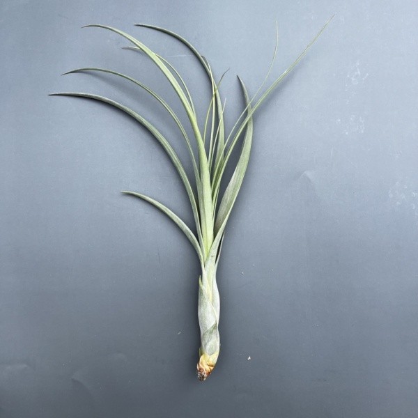 Tillandsia Balbisiana