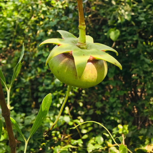 картинка Лампу, мангровое яблоко (Sonneratia caseolaris ) семена 5 шт от магазина ThFlora