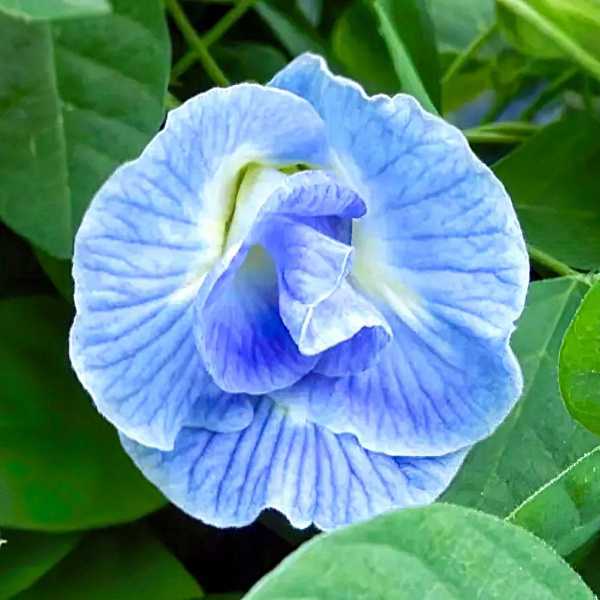 картинка Клитория Небесная Clitoria ternatea семена 3 штук от магазина ThFlora